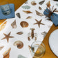 Sea Shell Runner