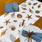 Sea Shell Runner